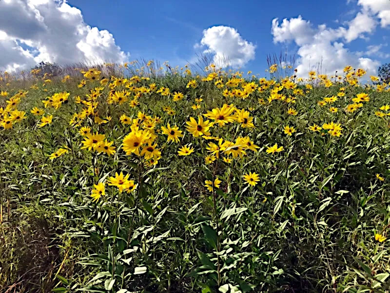 Field of yellow giant tall flowers with a blue sky and white clouds