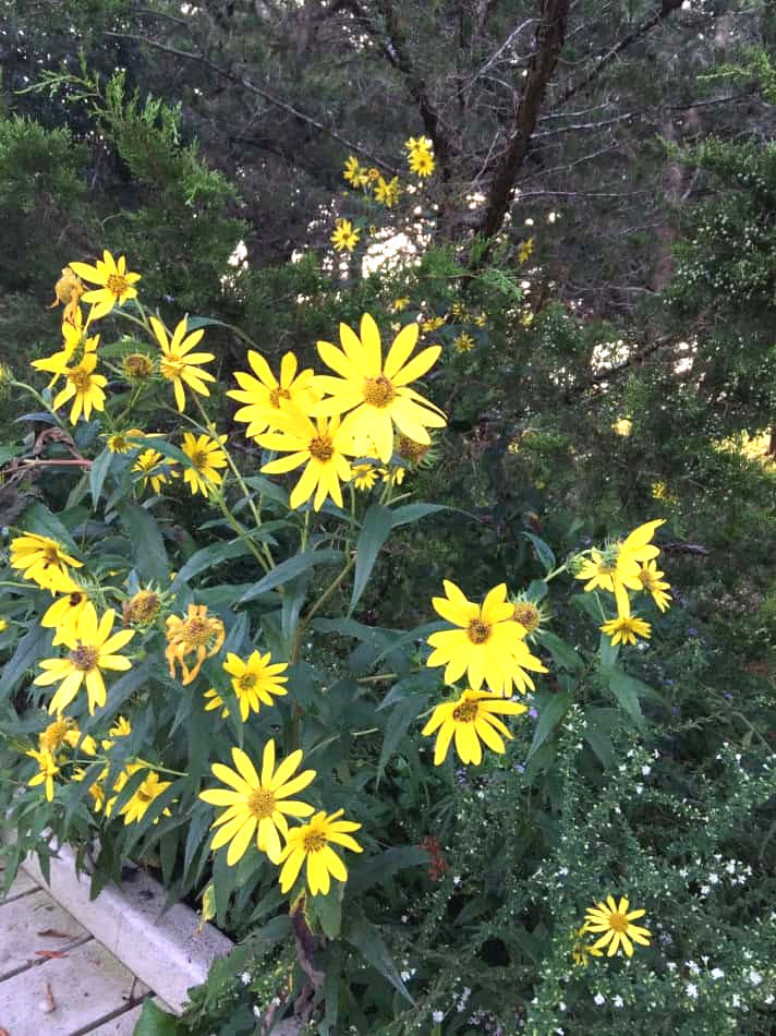Yellow giant tall sunflowers with green leaves in a natural setting