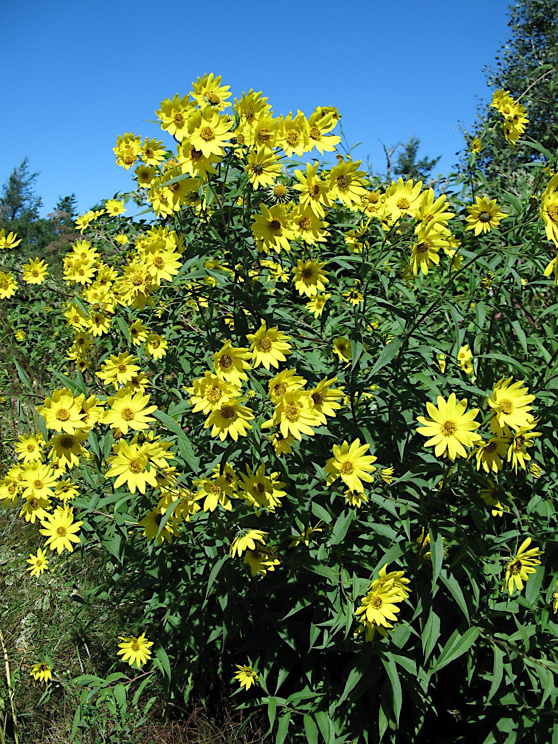 Group of yellow giant tall sunflowers with green leaves against a blue sky. (Helianthus giganteus)