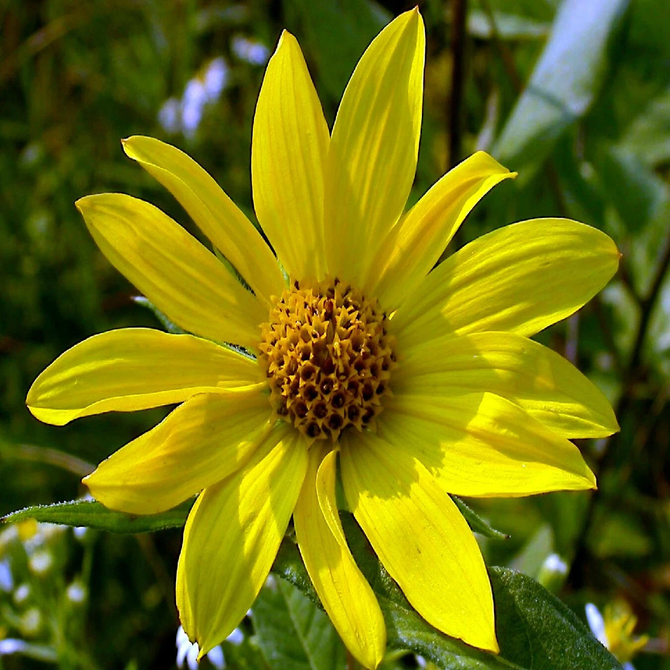 Close-up of a bright yellow Giant Tall flower with a green background