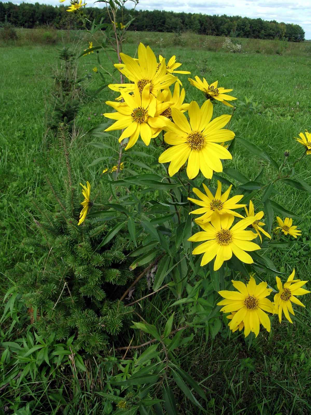 Yellow wild Giant Tall sunflowers in a grassy field with trees in the background. (Helianthus giganteus)