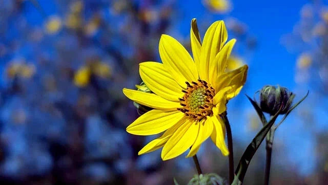 Yellow Tall sunflower with a blue blurred background. (Helianthus giganteus)