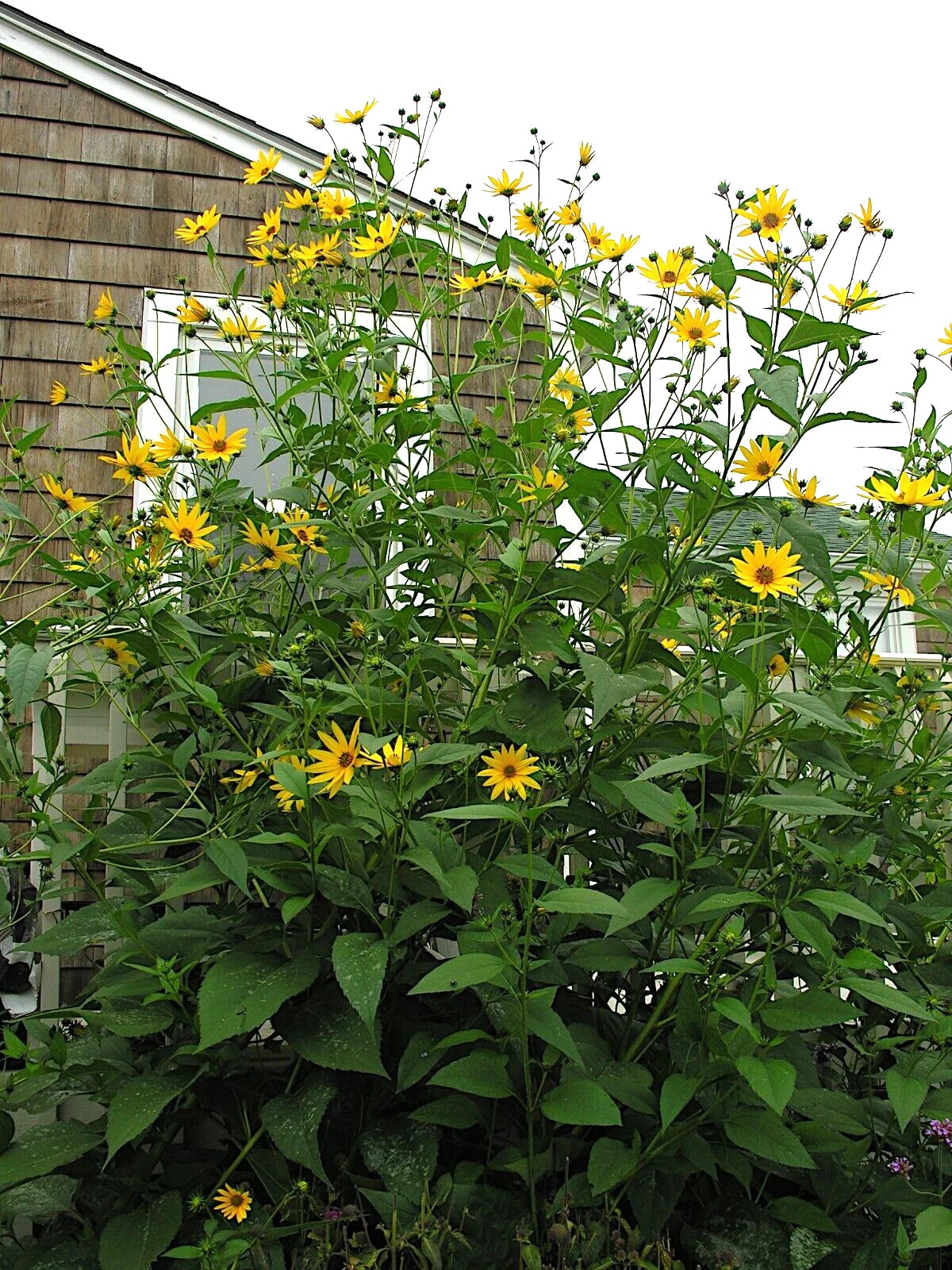 Yellow giant tall sunflowers growing in a garden with a house in the background
