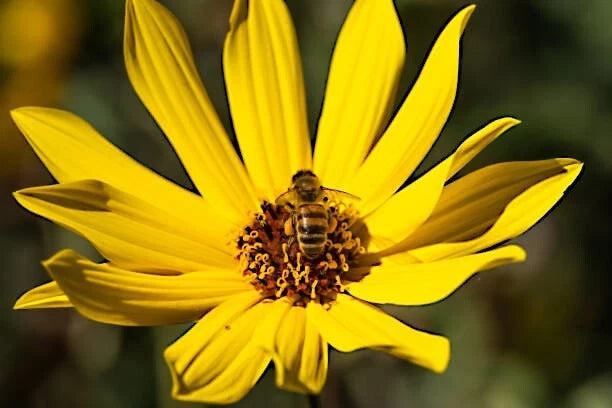 Yellow Giant Tall sunflower with a bee on a blurred green background