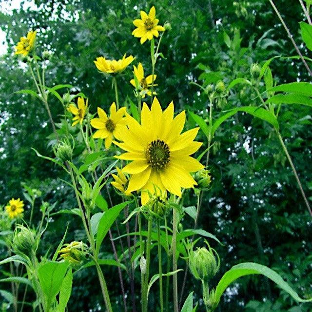 Yellow Giant Tall sunflowers with green leaves against a blurred natural background