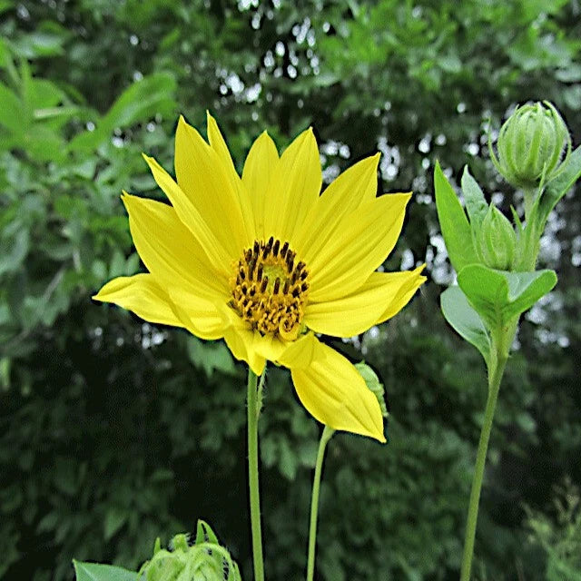 Yellow Giant tall sunflower with green leaves against a blurred natural background