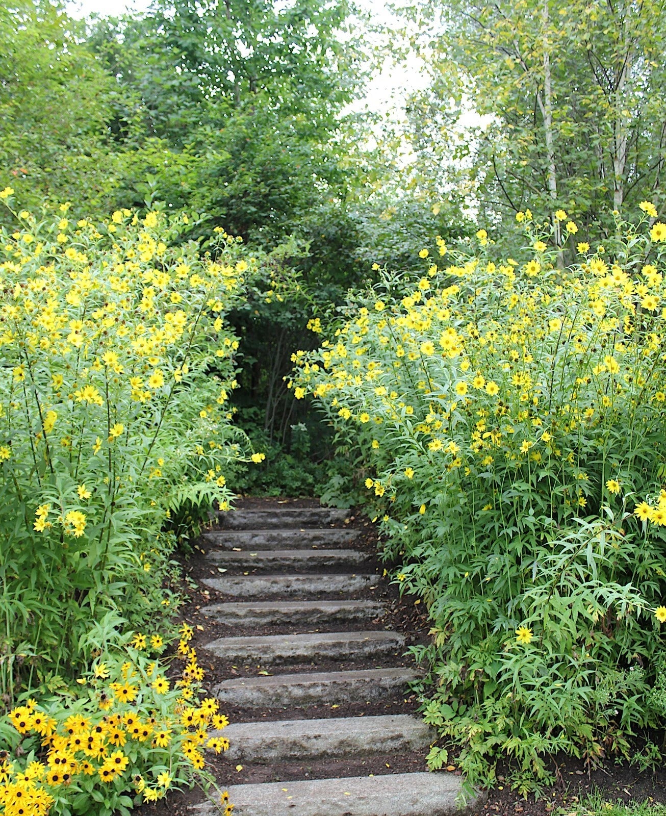 Giant tall sunflowers bordering stairway with yellow flowers and wooded background. 