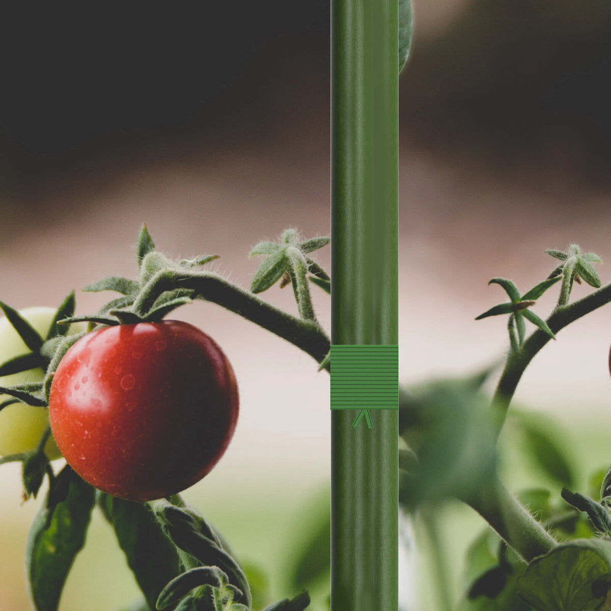 Red tomato on a vine held with green plant tie on a green stake in a garden setting