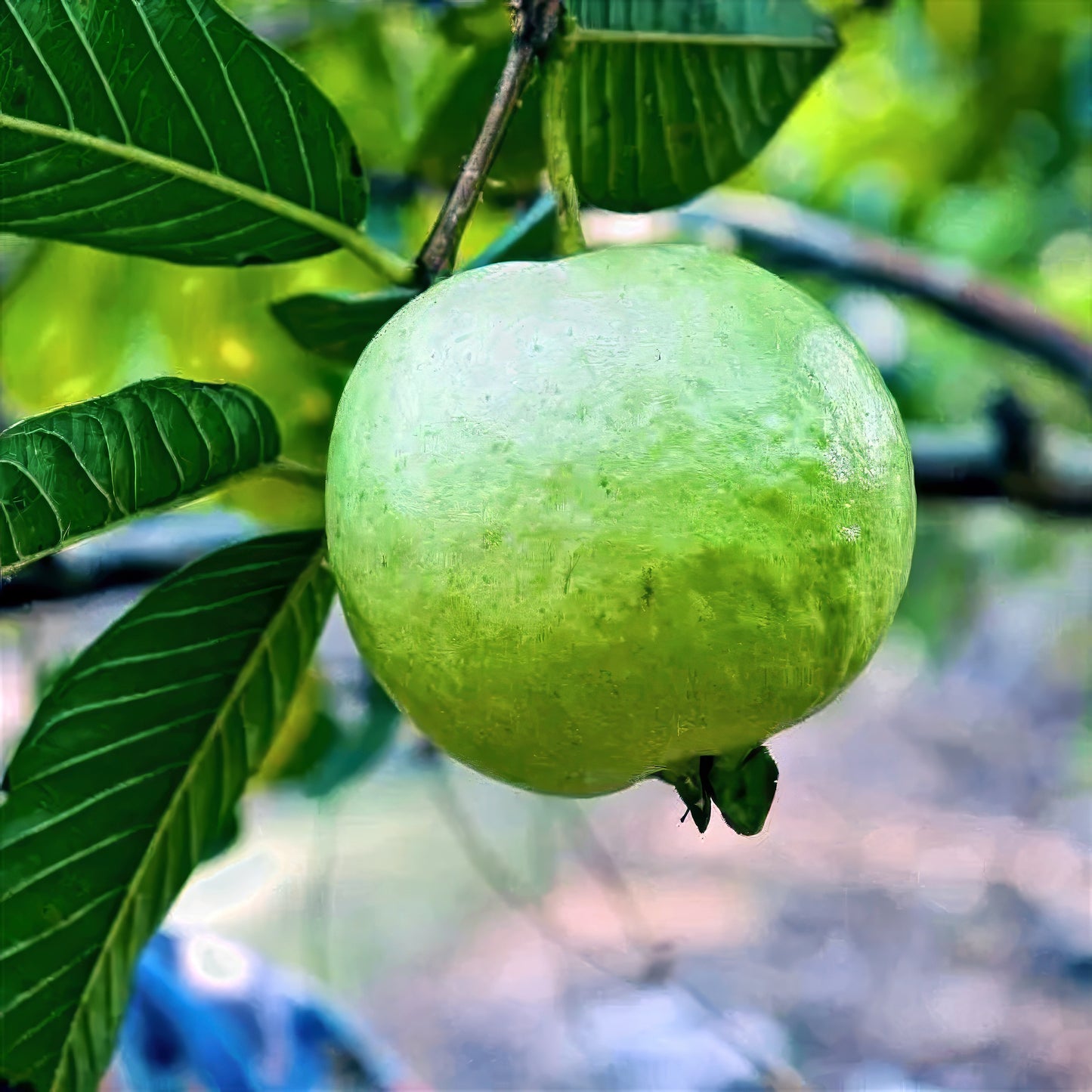 Ruby Supreme guava tree fruit hanging on branch with green leaves background.