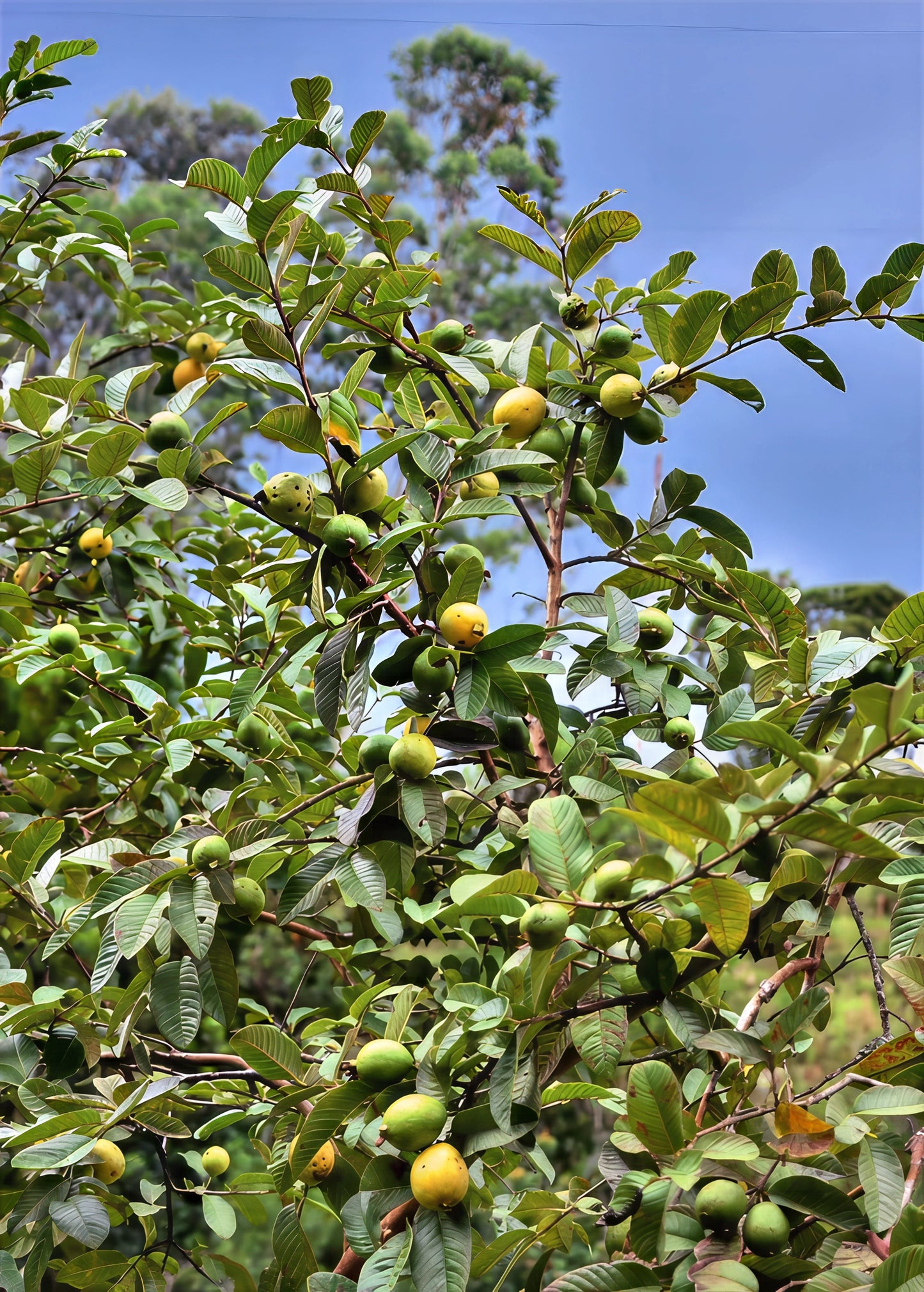 Pink lemon guava fruits hanging from tree branch with blue sky background. (Psidium guajava)