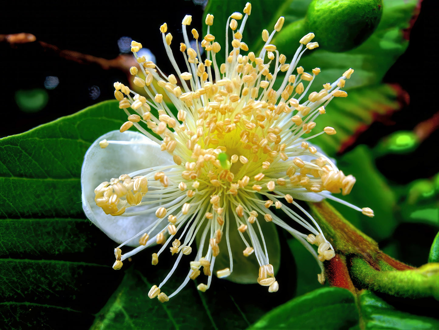 White and yellow Pink guava fruit flower with green background. (Psidium guajava)
