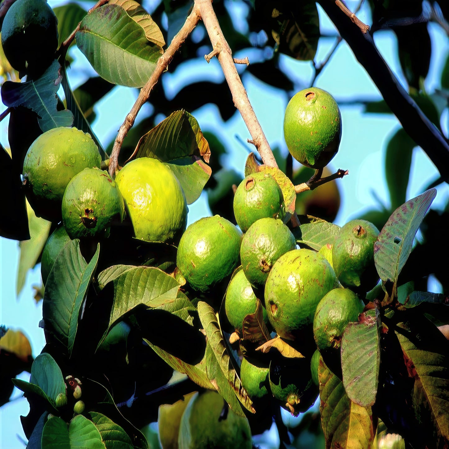 Lemon guava fruits hanging from branch with green leaves and blue sky background. (Psidium guajava)