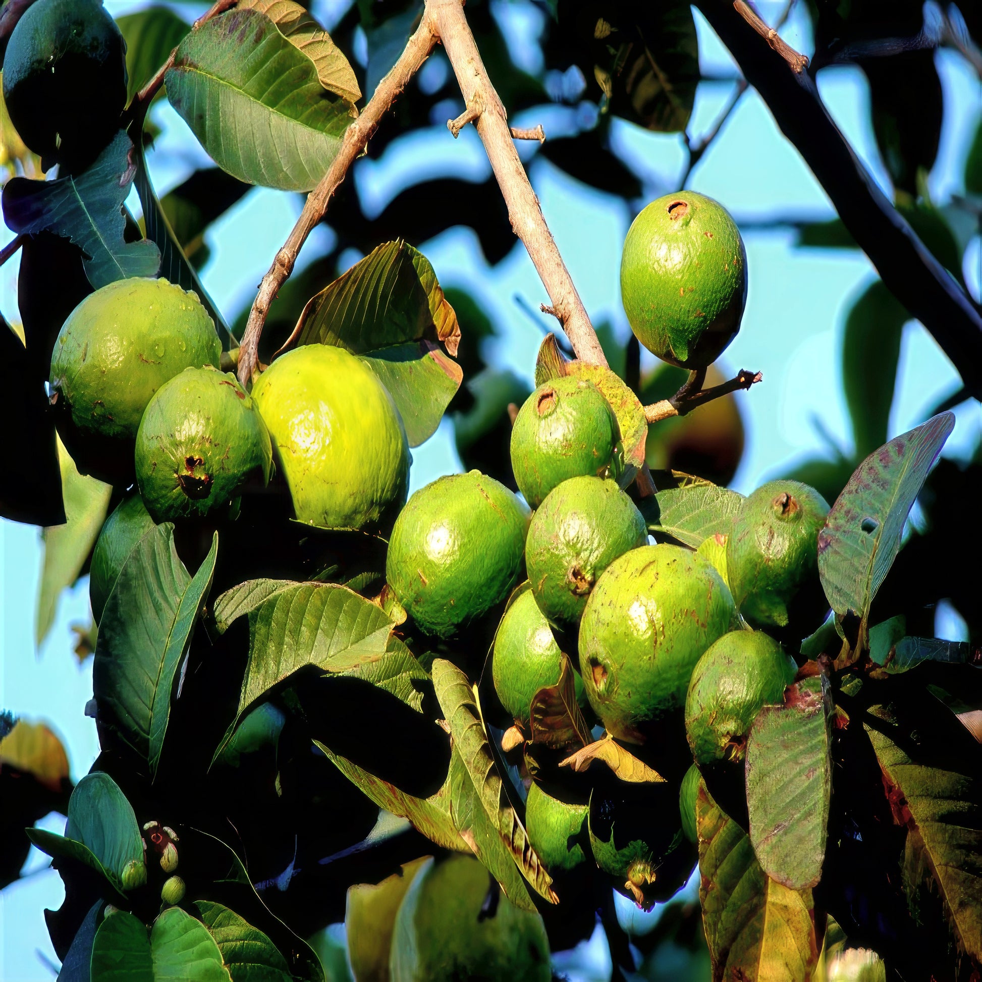 Lemon guava fruits hanging from branch with green leaves and blue sky background. (Psidium guajava)