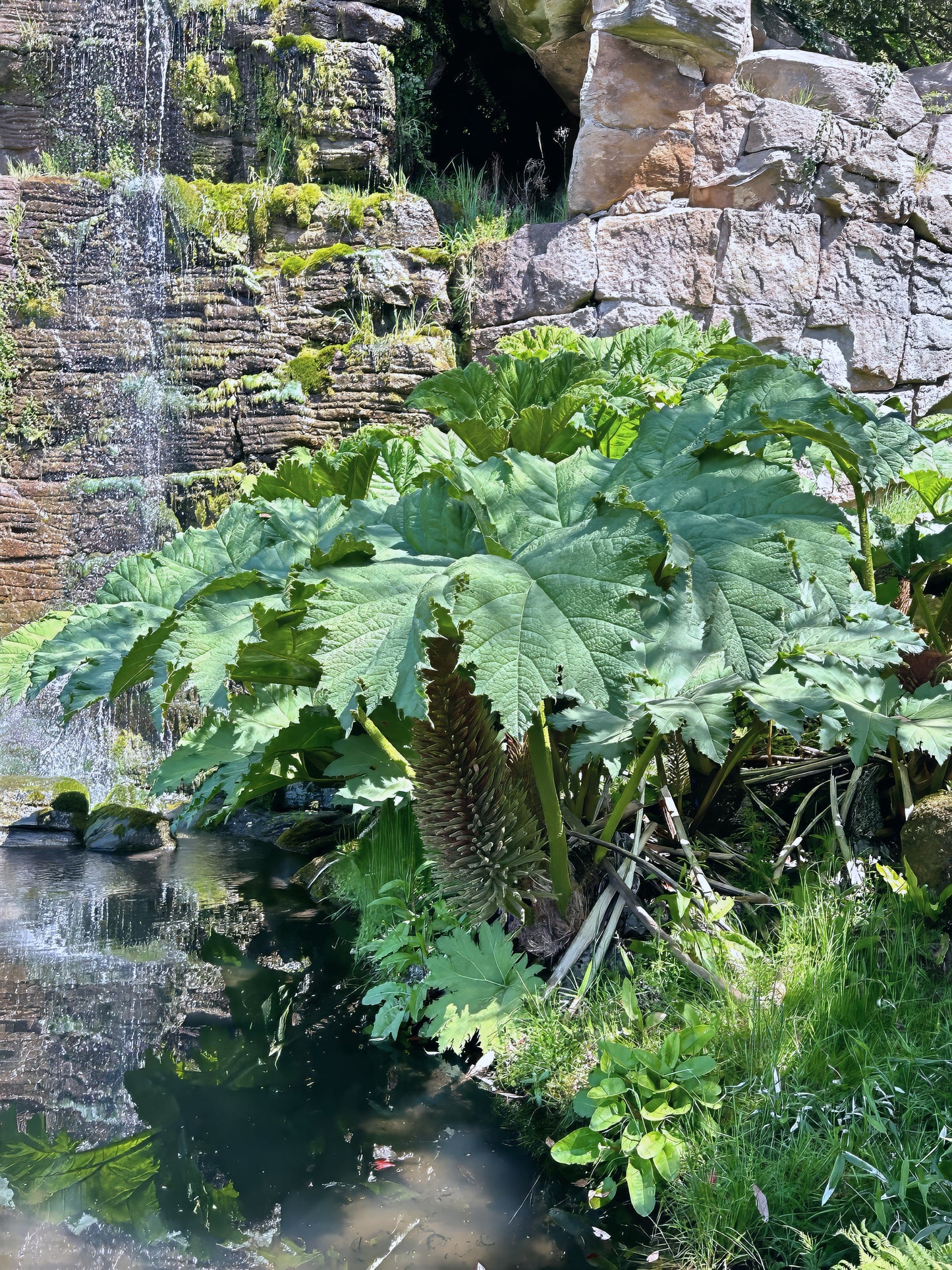 Large green gunnera manicata plant with a waterfall in the background