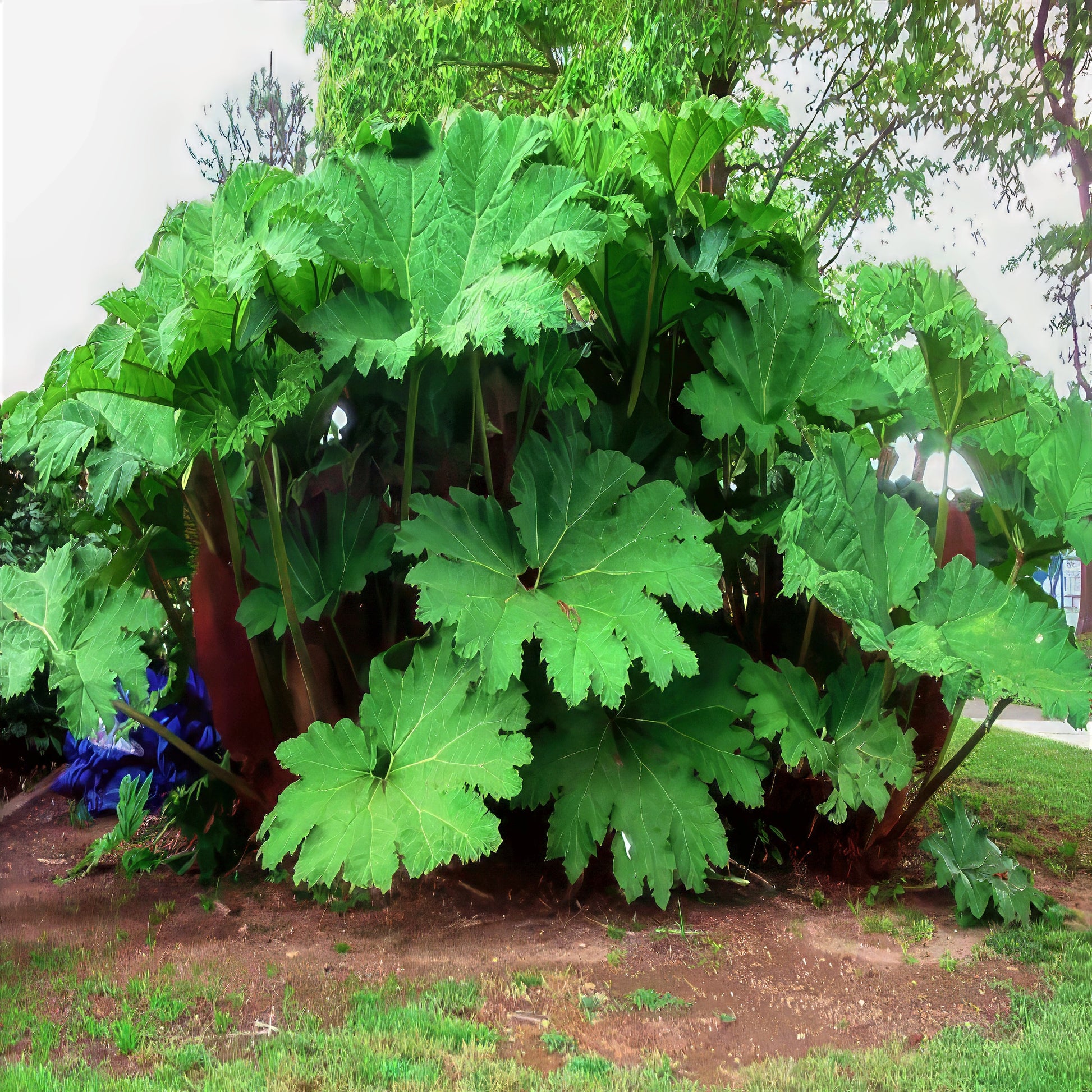 Large green gunnera plant in a garden setting with trees in the background