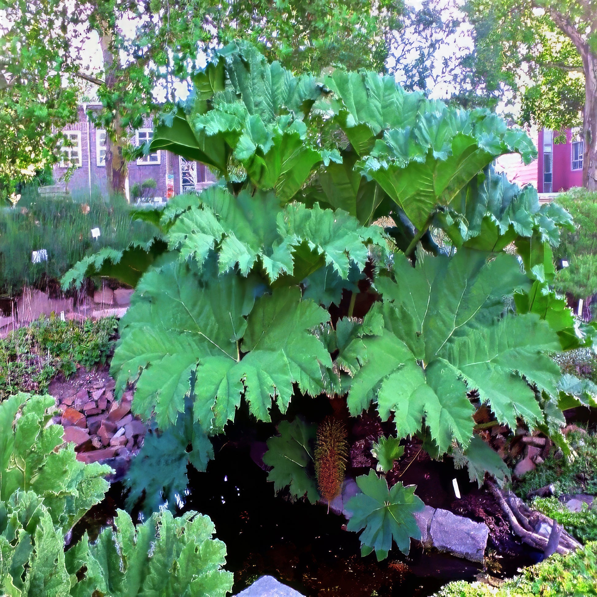 Large green gunnera plant in a garden setting with trees and buildings in the background