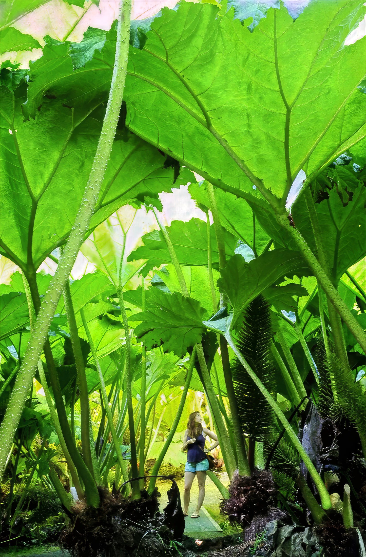 Person standing among large green gunnera manicata leaves in a lush garden
