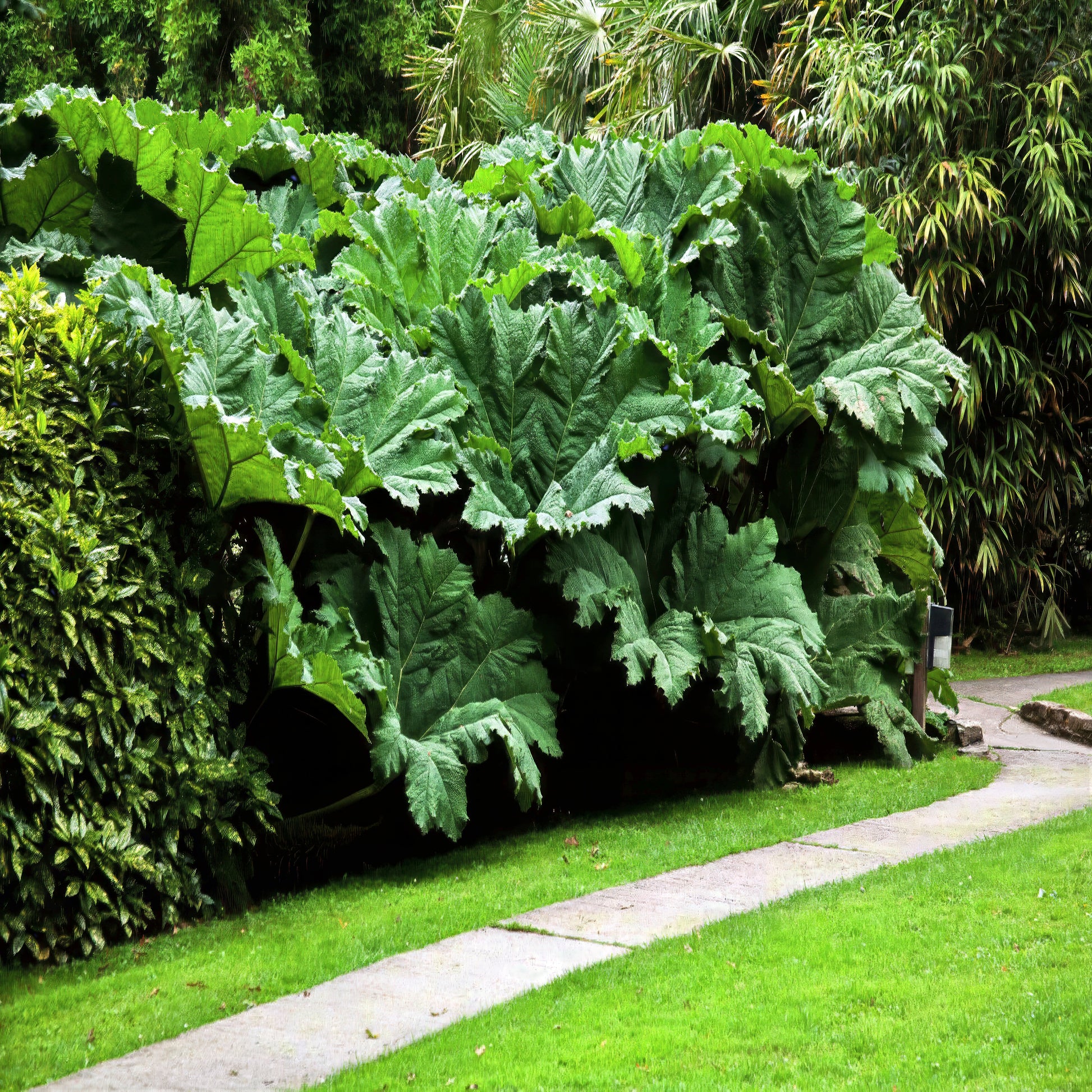 Large green gunnera manicata in a garden setting with a stone path and grass.