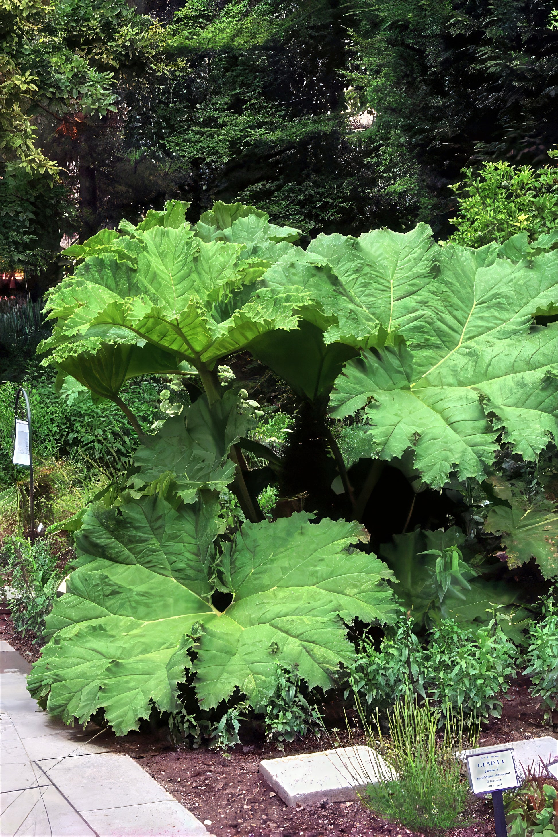 Large green gunnera plant in a garden setting with trees in the background