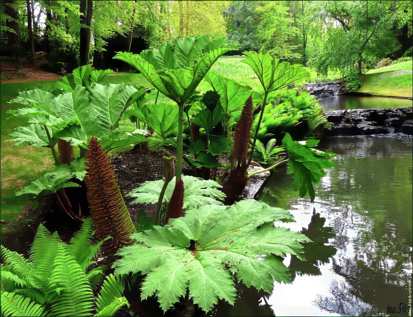 Large green gunnera plants by a pond with trees and rocks in the background