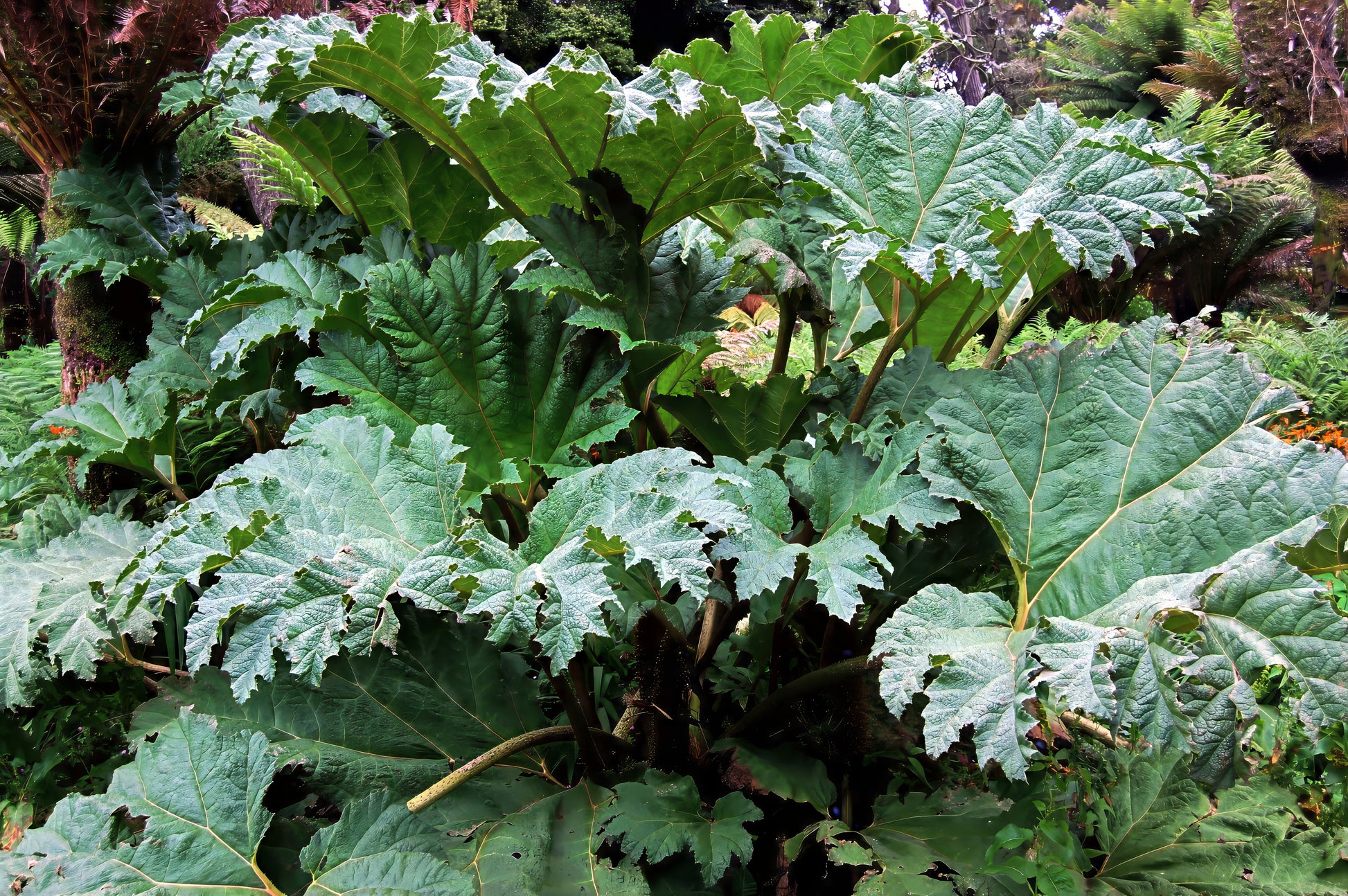 Large green gunnera manicata leaves in a garden setting