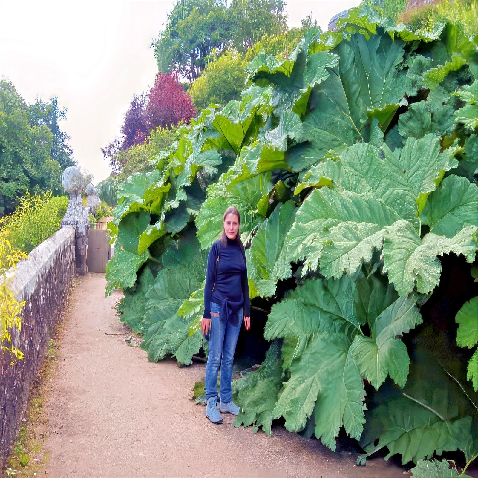 Person standing beside giant green leaf Gunnera manicata with trees in the background.