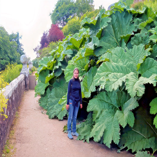 Person standing beside giant green leaf Gunnera manicata with trees in the background.