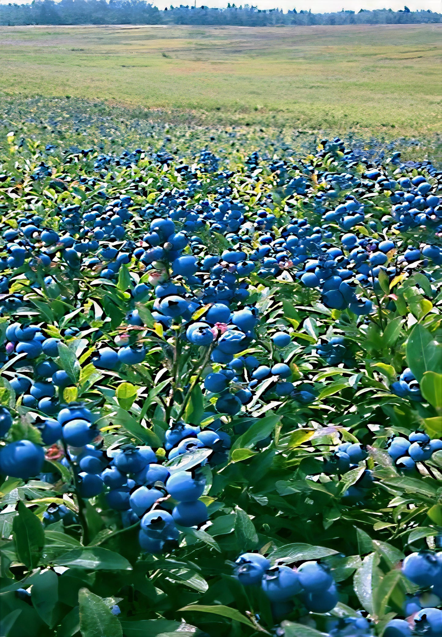 Field of Southern Highbush blueberries with a clear sky in the background. (Vaccinium corymbosum)