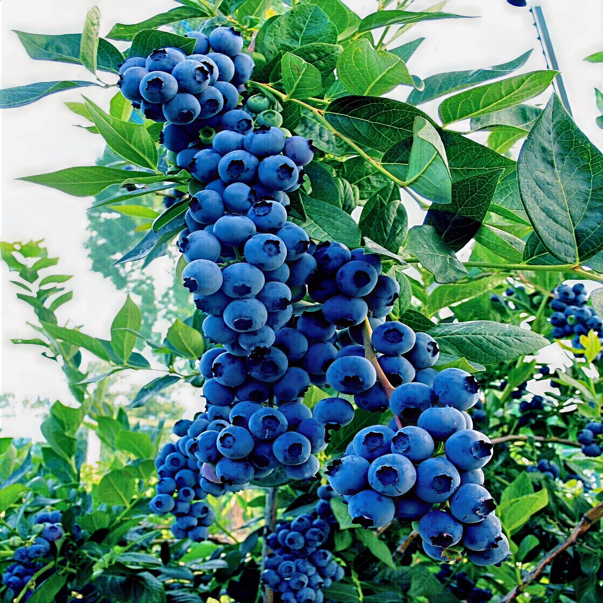 Bunch of Southern Highbush blueberries on a green plant. (Vaccinium corymbosum)