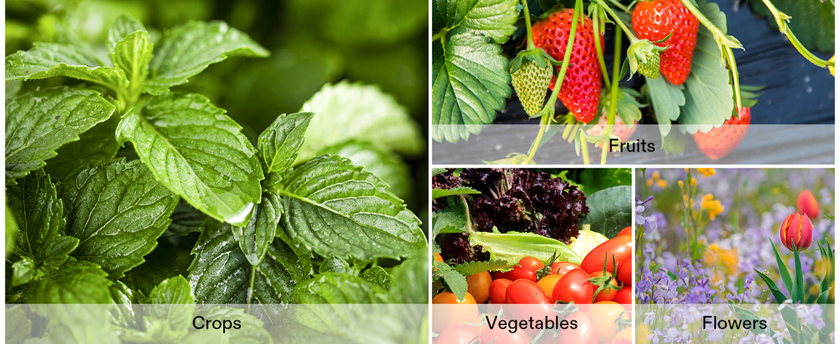 A collage of four panels showing different categories of agricultural crops: green mint leaves under the label 'Crops', red strawberries on the vine under 'Fruits', mixed tomatoes and greens under 'Vegetables', and red tulips under 'Flowers'.
