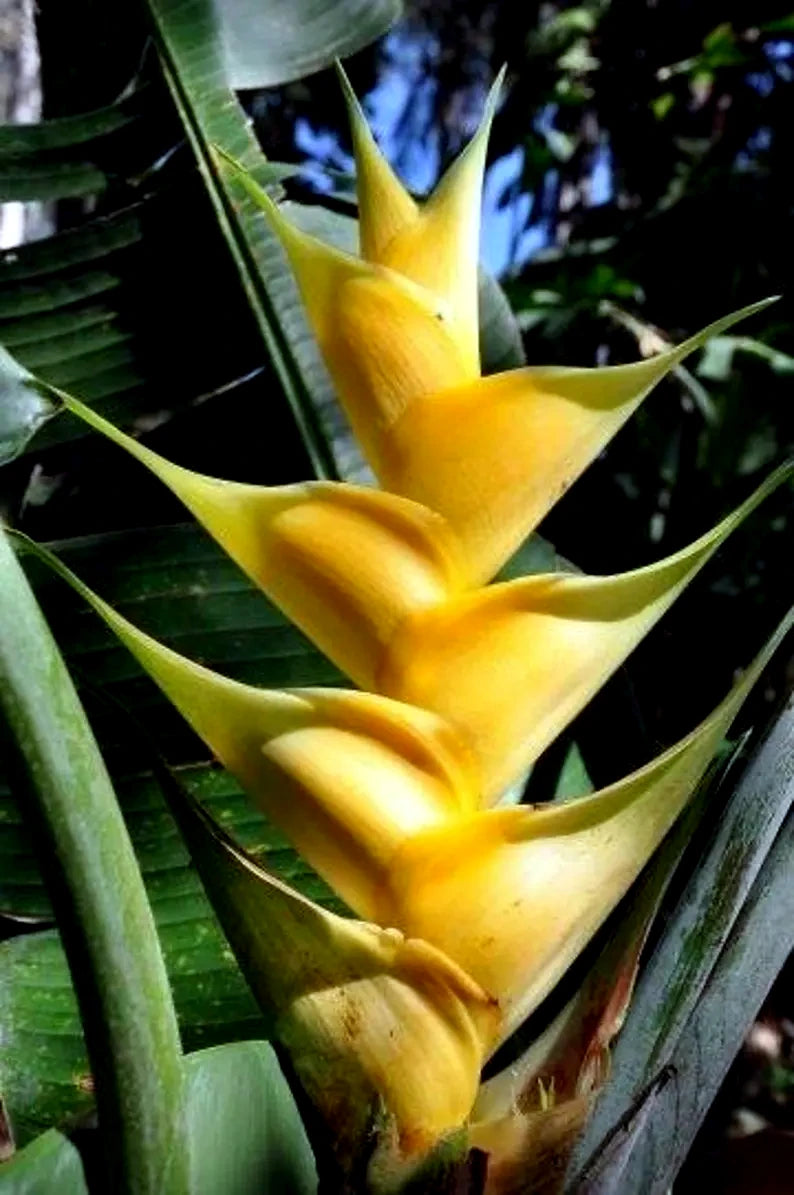 Close-up of a bright yellow Mayan Gold heliconia flower with green leaves in the background.