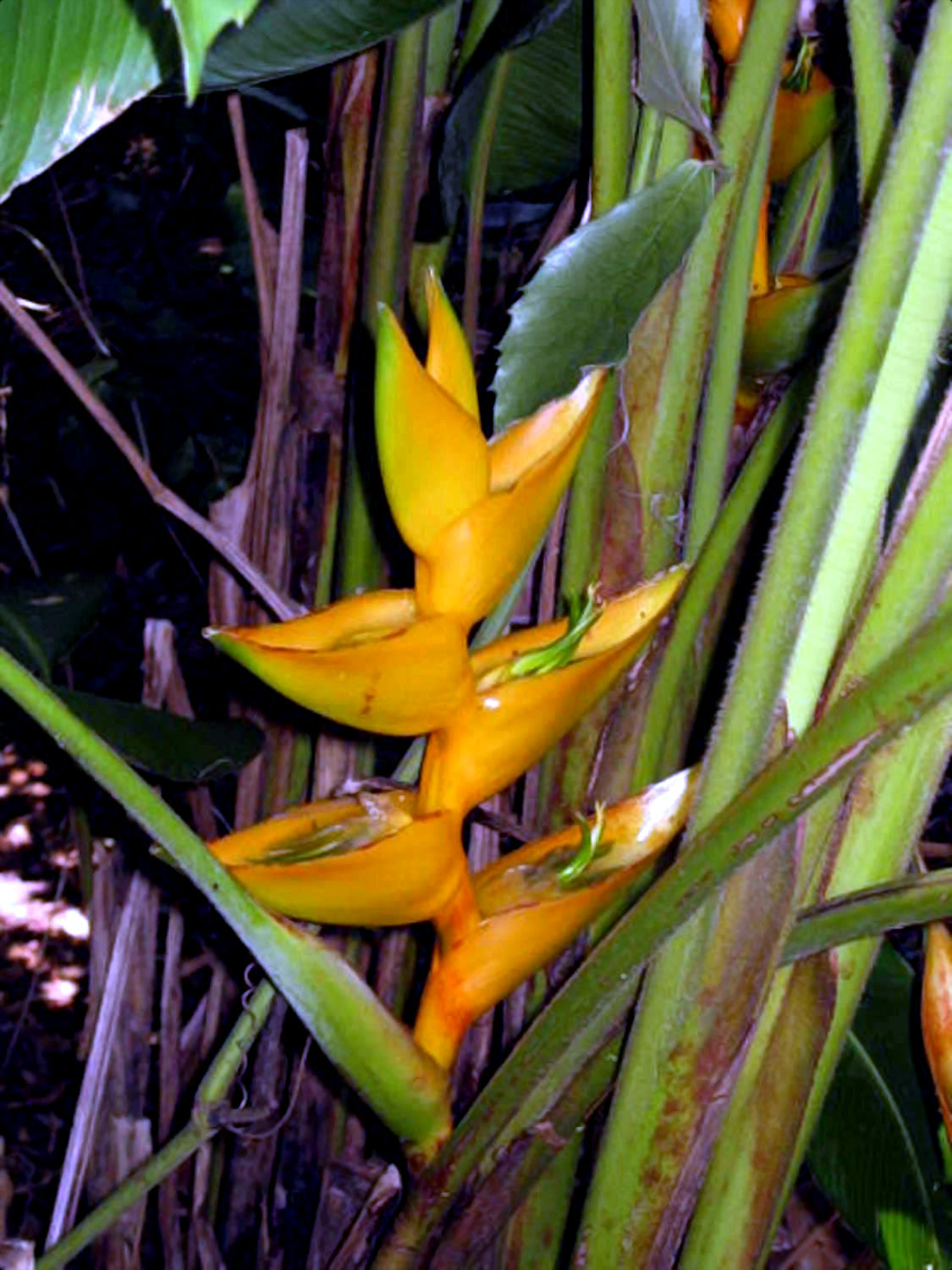 Tropical Mayan Gold heliconia plant with bright yellow flowers and green leaves.