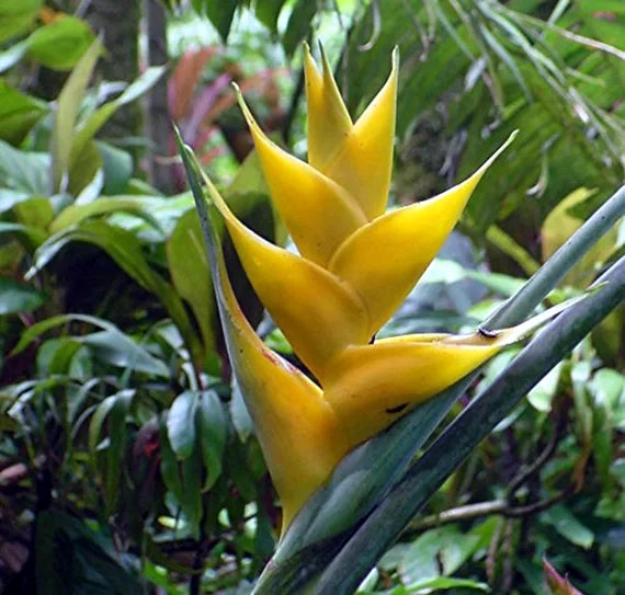 Yellow Mayan Gold Heliconia flower in a lush green forest. (Heliconia champneana)
