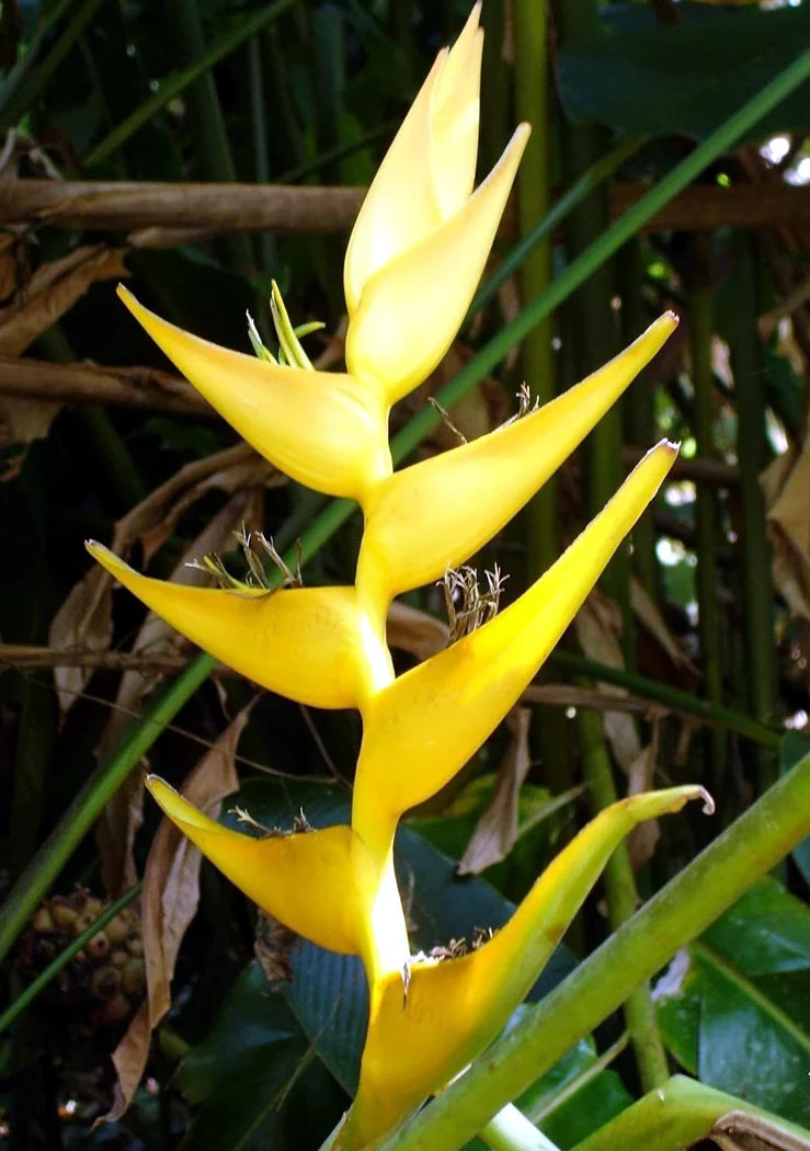 Yellow Mayan Gold Heliconia flower with green leaves in a natural setting