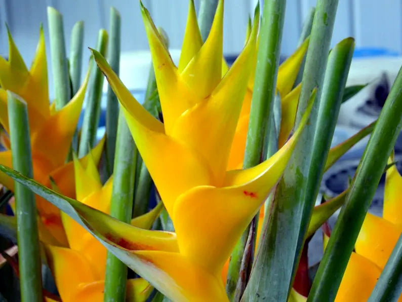 Close-up of a bright yellow Mayan Gold Heliconia flower with green leaves.