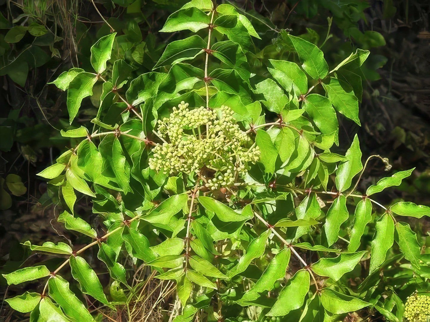 Close-up of Hercules club trees green leaves and small flowers on a plant