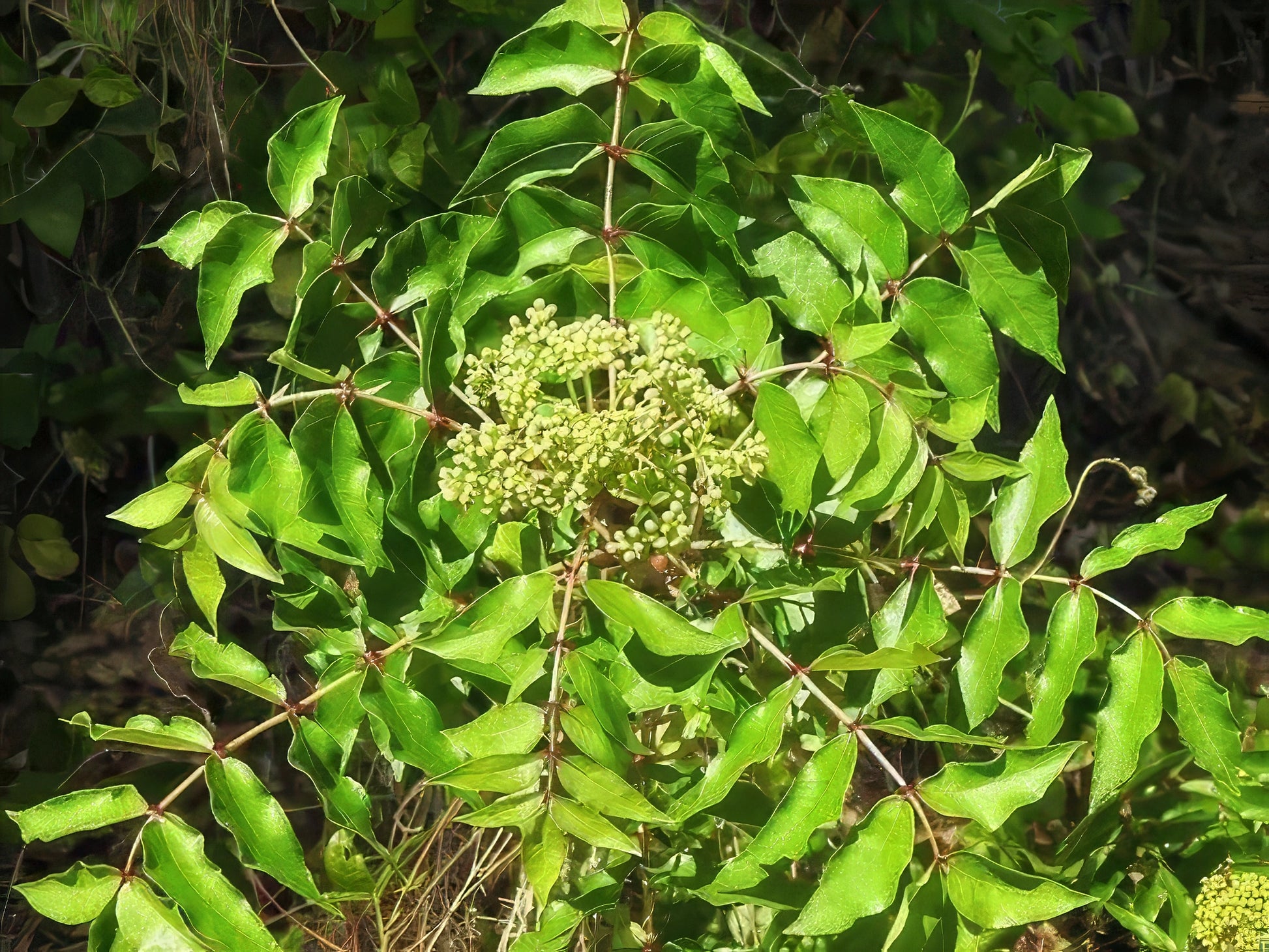 Close-up of Hercules club trees green leaves and small flowers on a plant