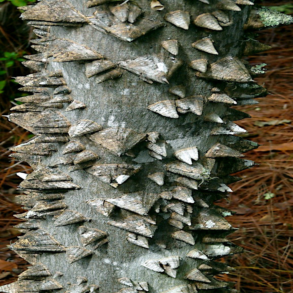 Close-up of a toothache tree trunk with sharp, diamond-shaped protrusions. (Zanthoxylum clava-herculis)