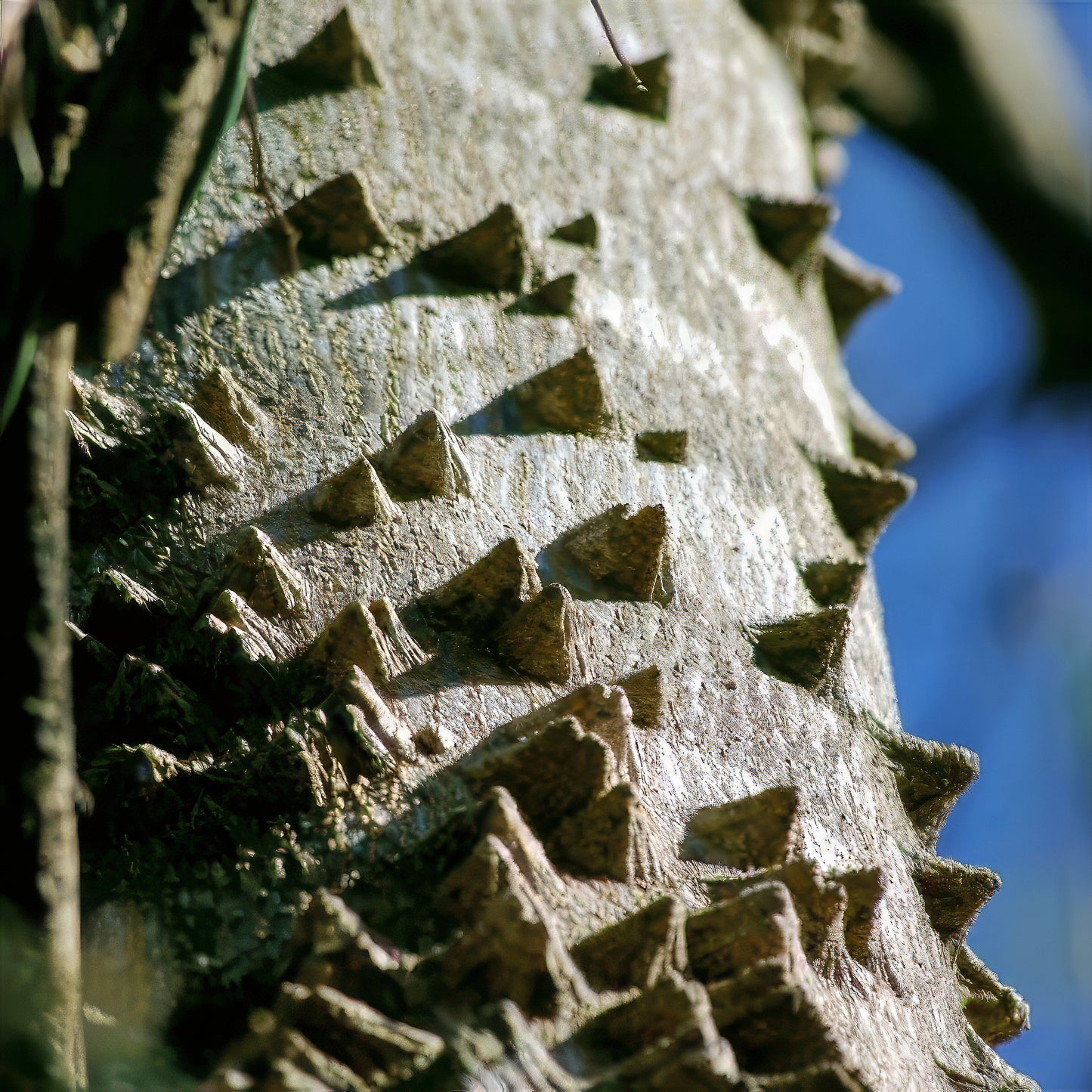Close-up of a Toothache tree trunk with spiky texture against a blurred blue sky. (Zanthoxylum clava-herculis)