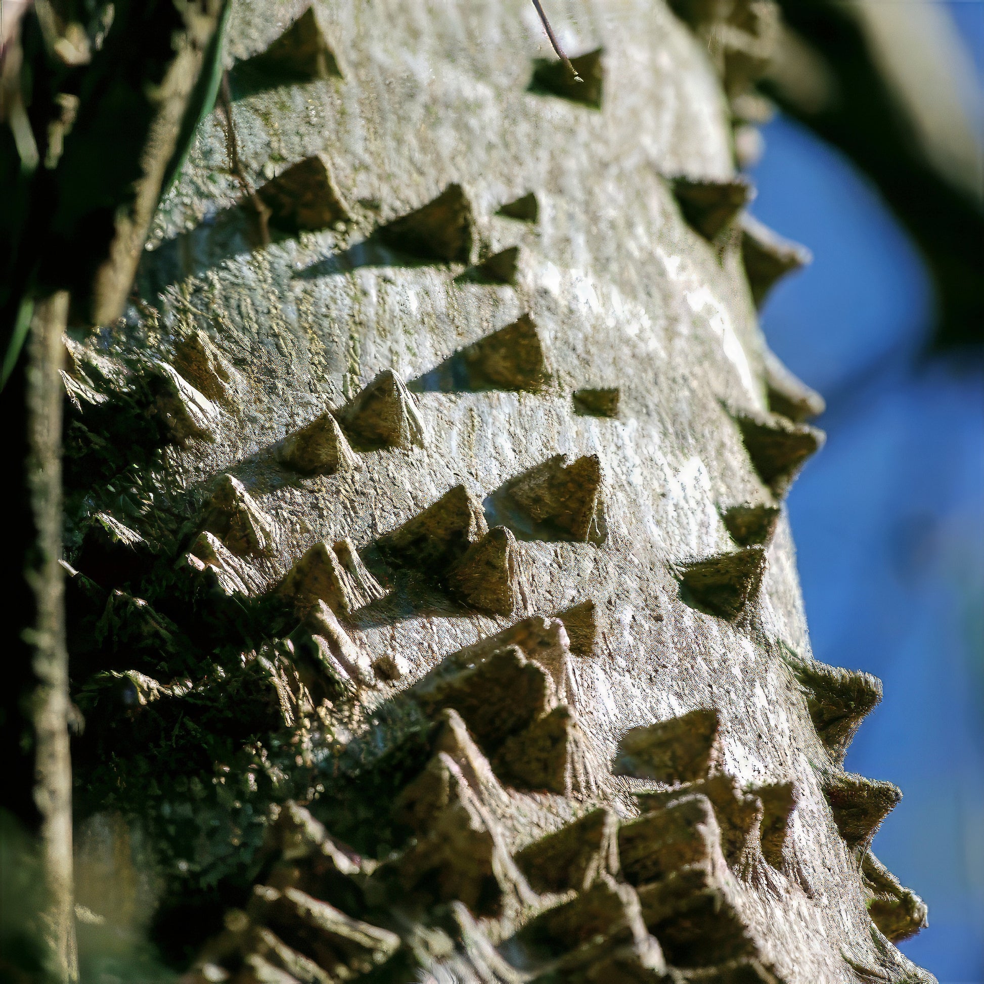 Close-up of a Toothache tree trunk with spiky texture against a blurred blue sky. (Zanthoxylum clava-herculis)