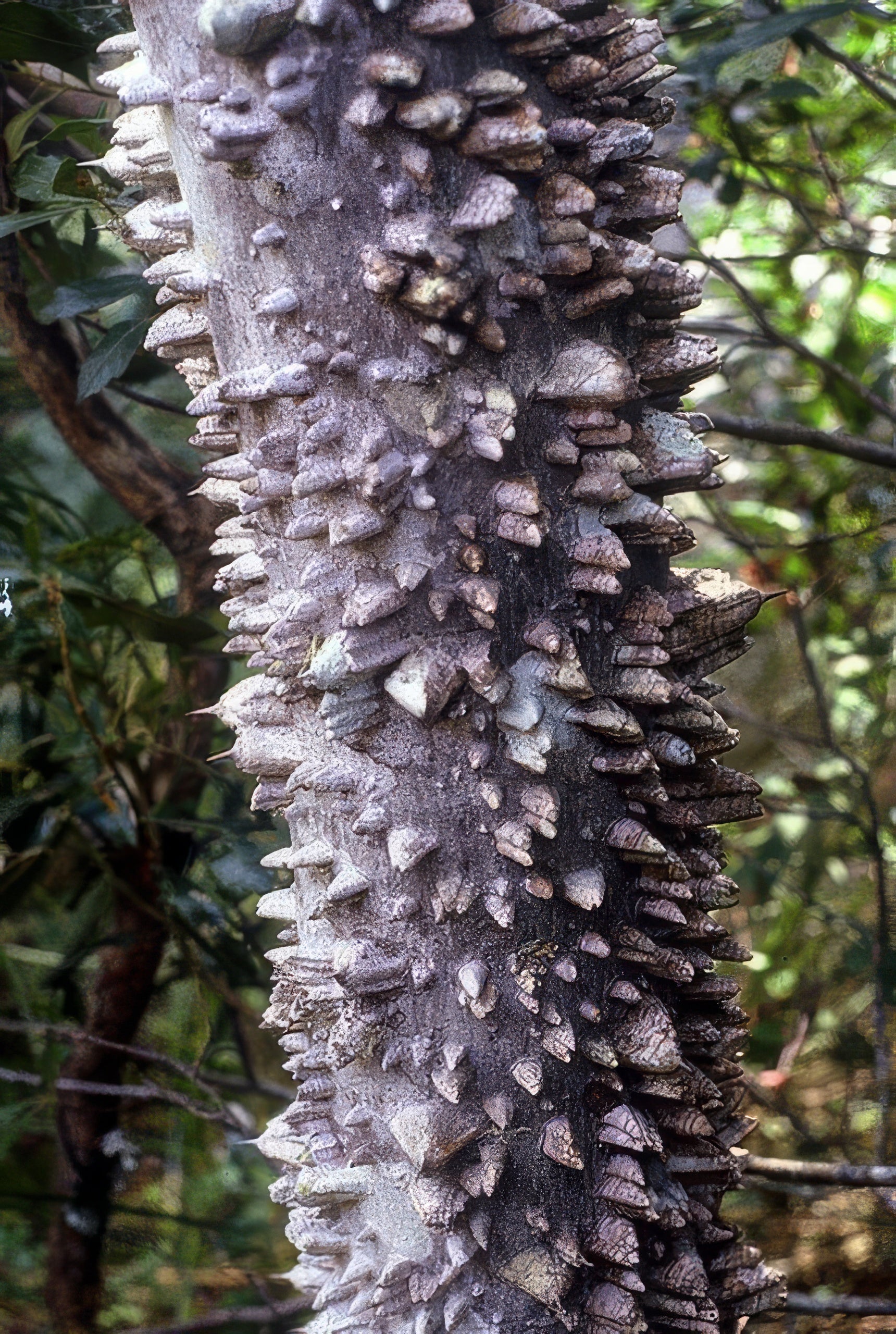 Spiky Hercules club tree trunk with a forest background