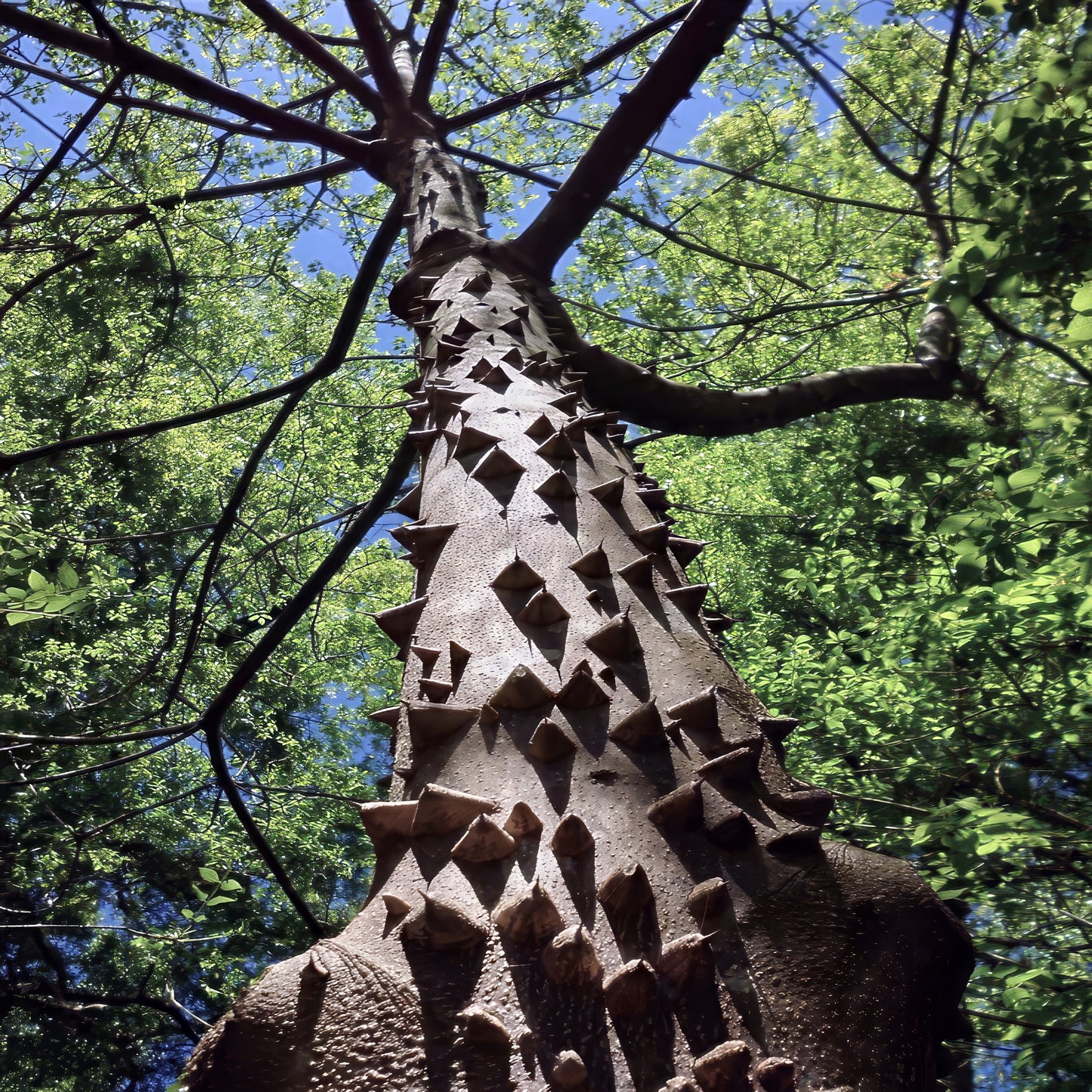 Hercules Club Tree with a textured trunk against a background of green leaves and blue sky