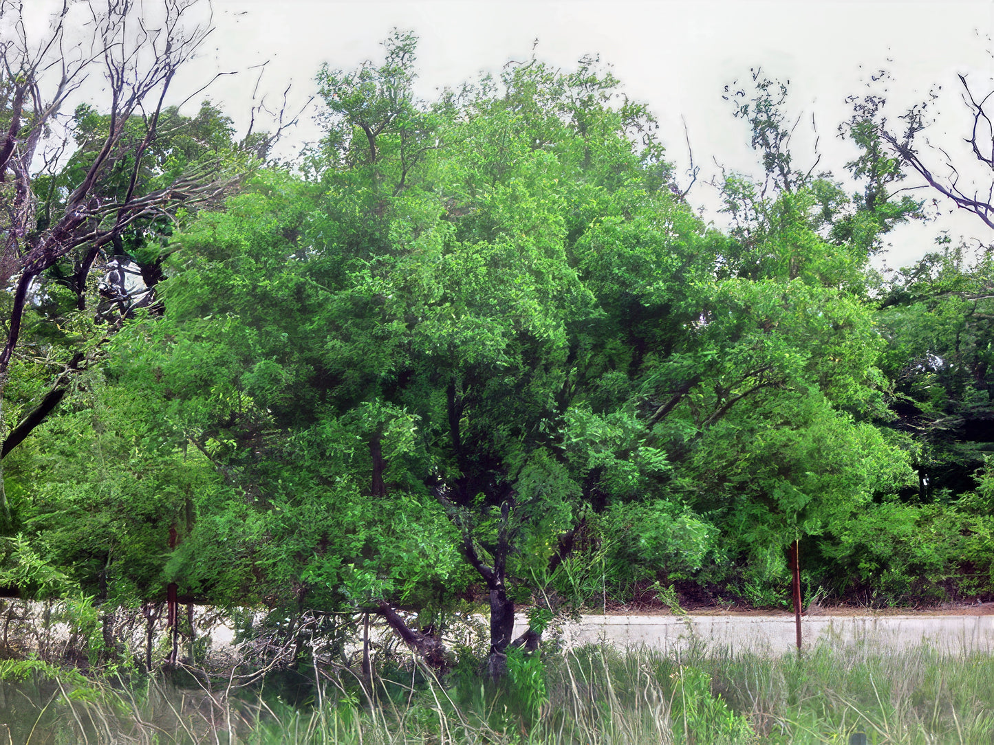 Hercules club Tree with green leaves in a natural setting