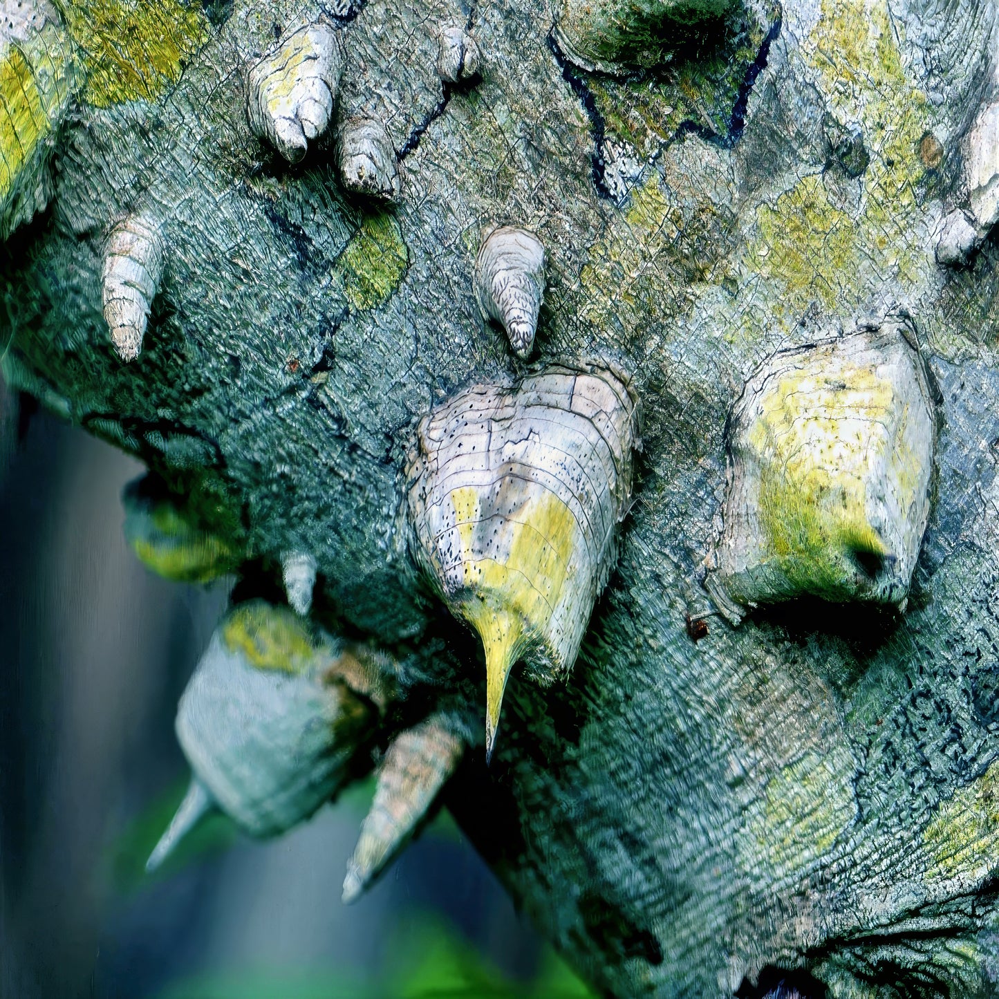Close-up of spikes attached to a Hercules Club Tree. (Zanthoxylum clava-herculis)