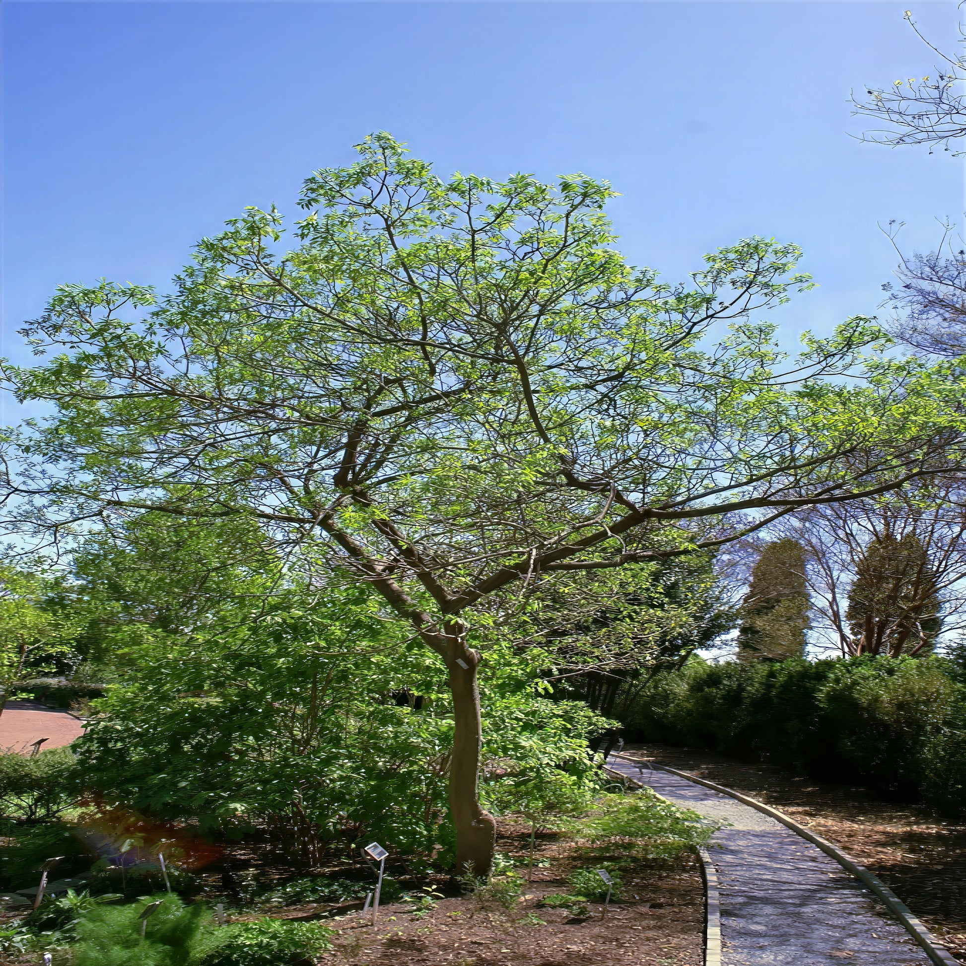Hercules Club Tree in a garden with a clear blue sky