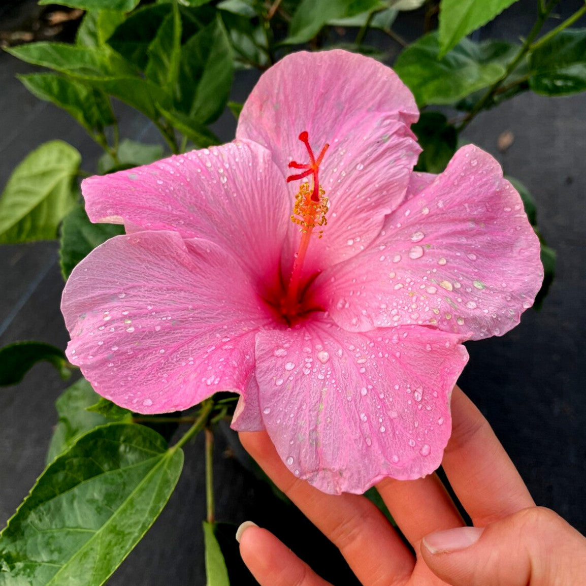 Pink Rose Mallow Hibiscus flower with water droplets held by a hand against a dark background. Hibiscus moscheutos