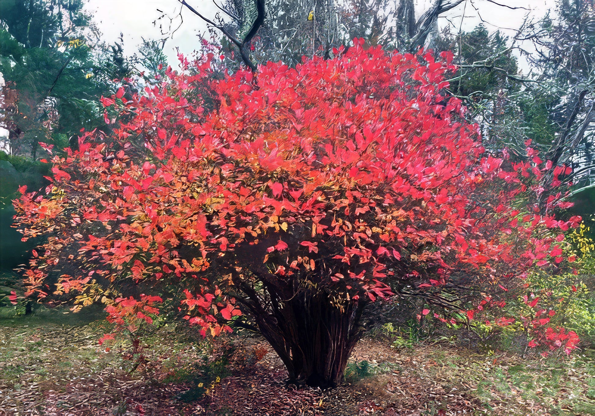 Southern Highbush Blueberry tree with vibrant red and orange leaves in a forest setting