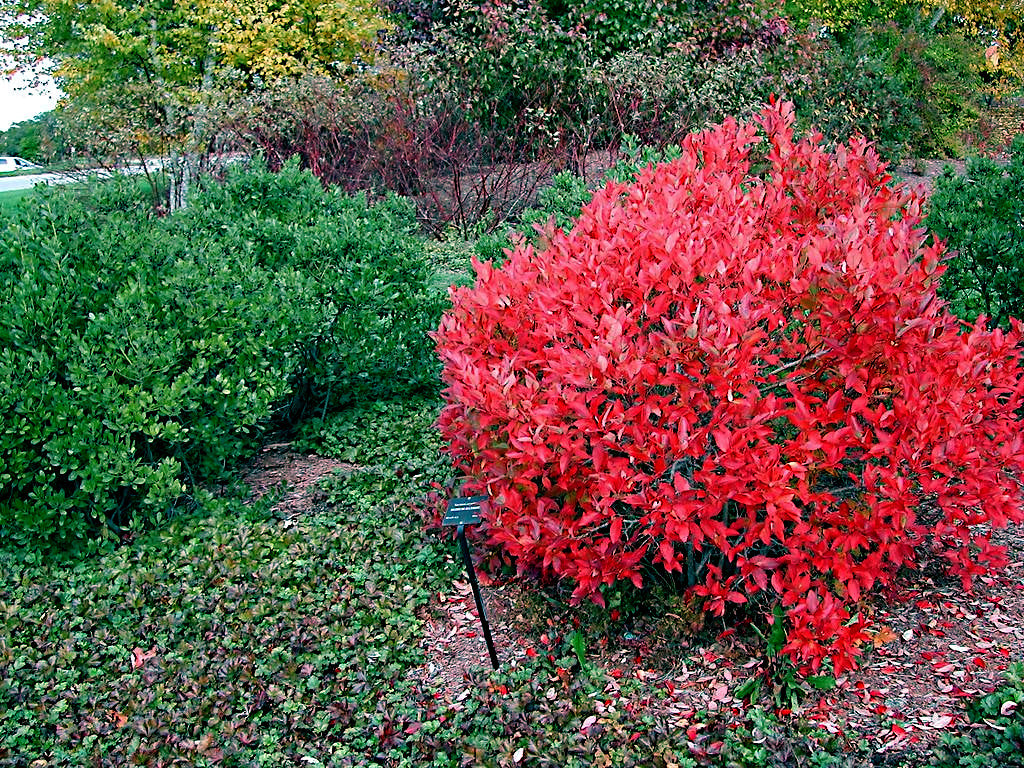 Autumn colored red Southern Highbush Blueberry bush in a garden with green shrubs and trees in the background. (Vaccinium corymbosum)
