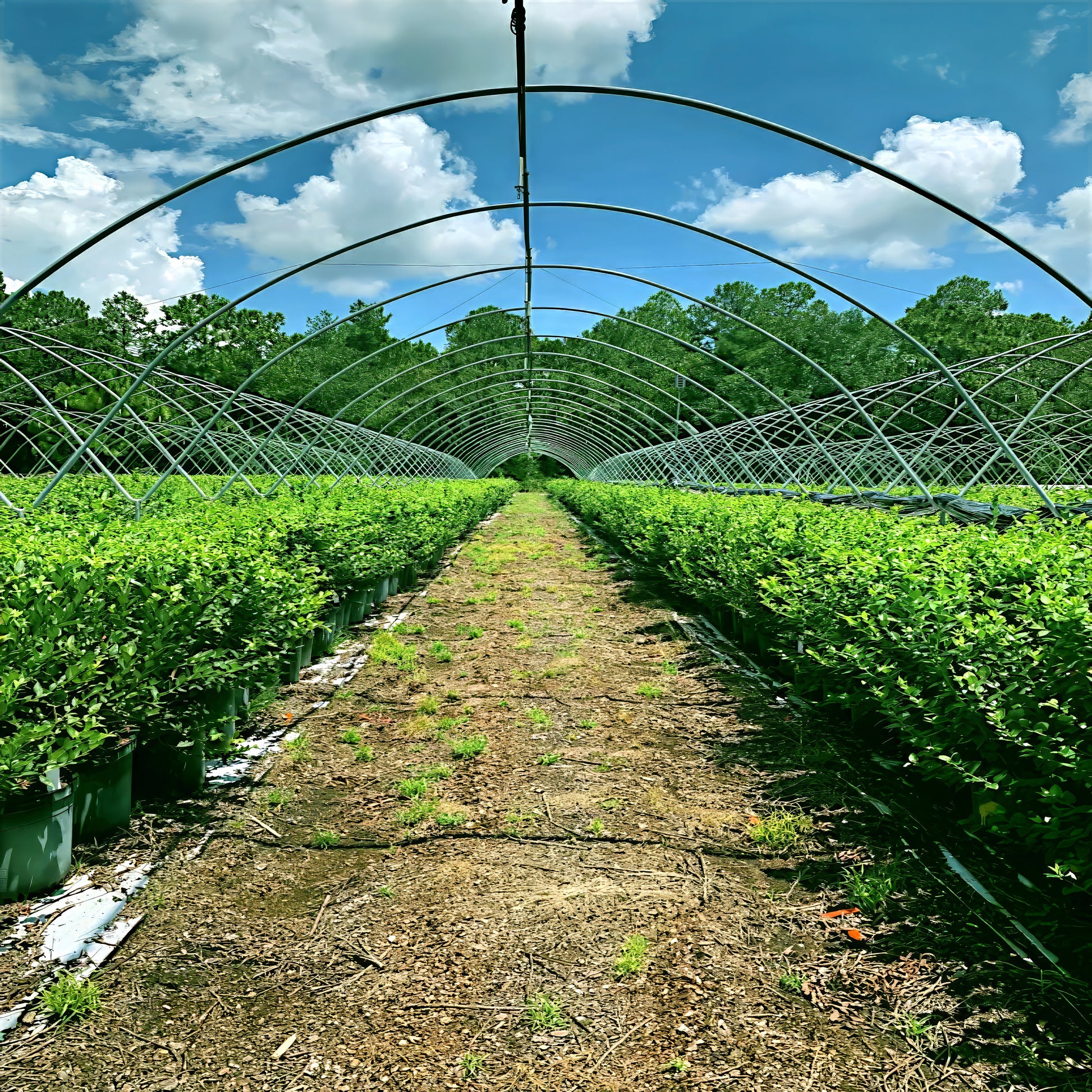 Greenhouse with rows of Southern Highbush Blueberry bushes under a blue sky with clouds. (Vaccinium corymbosum)
