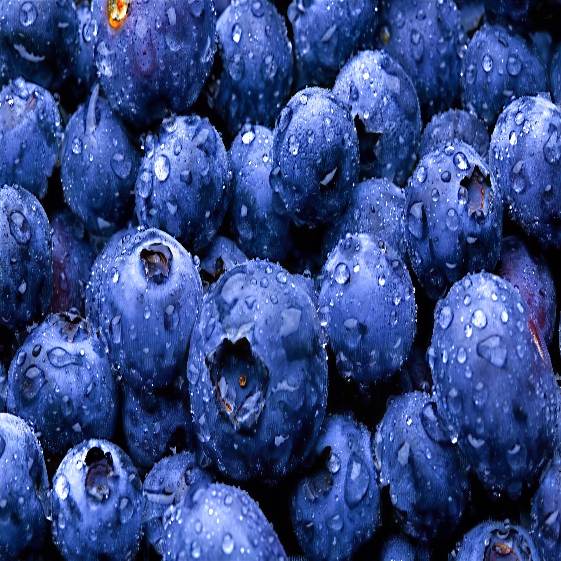 Close-up of blueberries with water droplets on a dark background